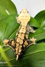 Extreme harlequin 0.1, Dieren en Toebehoren, Reptielen en Amfibieën