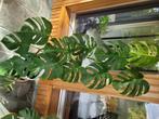 Monstera bonte plant, Huis en Inrichting, Ophalen, 100 tot 150 cm, Halfschaduw, In pot