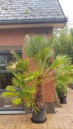 Chamaerops humilis, Jardin & Terrasse, Plantes | Jardin, Enlèvement