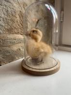 Decoratie taxidermie kuikentje stolp, Huis en Inrichting, Woonaccessoires | Stolpen, Ophalen of Verzenden, Nieuw