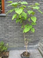 Catalpa, groene trompetboom, 1m80, Tuin en Terras, Ophalen of Verzenden