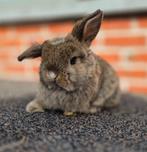 Minilop Voedsters, Dieren en Toebehoren, Konijnen, Vrouwelijk, Klein, Hangoor, 0 tot 2 jaar