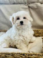 Chiots maltais belges à vendre, Bichon maltais, Plusieurs, Parvovirose, Belgique