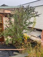Grote vlinderstruik 2m50 zonder kluit gemeten, Ophalen, Vlinderstruik