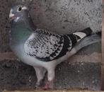 Koppel reisduiven, Dieren en Toebehoren, Vogels | Duiven, Meerdere dieren, Postduif