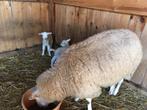 Ooi met 2 ooi lammetjes ( 300 euro ), Dieren en Toebehoren, Vrouwelijk, Schaap, 3 tot 5 jaar