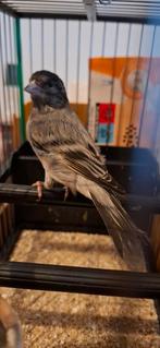 Mâle métis tarin tête noir X canari, Tickets & Billets, Musées