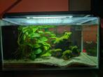 Ingericht aquarium met bewoners. Ideale starter., Dieren en Toebehoren, Vissen | Aquaria en Toebehoren, Ophalen, Zo goed als nieuw
