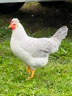 Broedeieren OPAL LAVENDER Legbar(  ze beginnen te leggen, Dieren en Toebehoren, Pluimvee