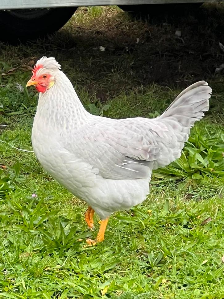 Broedeieren OPAL LAVENDER Legbar(  ze beginnen te leggen, Dieren en Toebehoren, Pluimvee