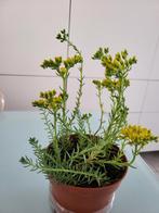 rots sedum, Tuin en Terras, Ophalen