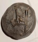 Klein sterftebed belemnieten - pyriet - Engeland - inktvis, Ophalen of Verzenden, Fossiel