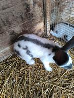 Vlinder Lotharingen, Dieren en Toebehoren, Konijnen
