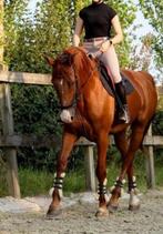 13Jarige Springruin Esperanto X Cento, Dieren en Toebehoren, Paarden, Springpaard, Gechipt, Ruin, M