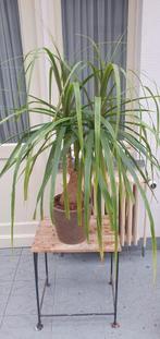 Kamerplant beaucarnea, Huis en Inrichting, Kamerplanten, Ophalen