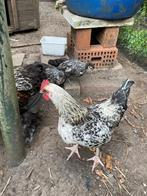 Haan kuiken, Dieren en Toebehoren, Mannelijk, Kip