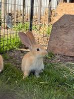 Vlaamse reuzen, Meerdere dieren, Groot, 0 tot 2 jaar