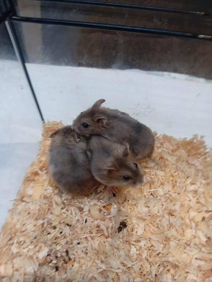 nestje dwerghamsters, Dieren en Toebehoren, Knaagdieren, Meerdere dieren, Hamster, December, Tam