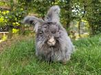 Engels angora vrouwtje, Vrouwelijk, Middelgroot, 0 tot 2 jaar