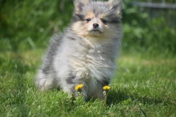 Dwergkees pups Pomeriaan ,pomeranian Loulou pup beschikbaar voor biedingen