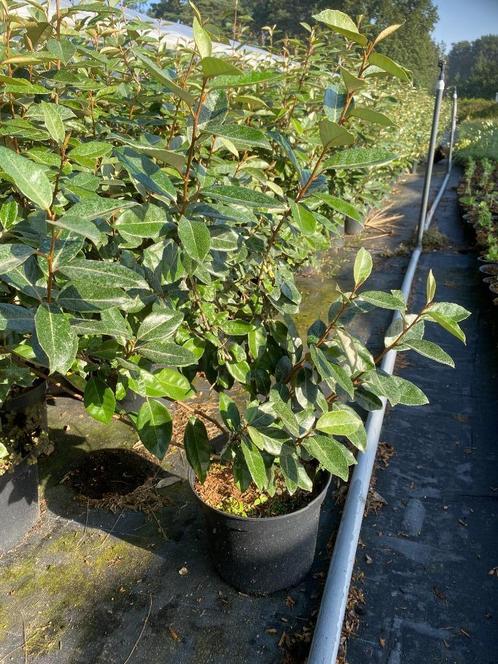 Saule olive, Jardin & Terrasse, Plantes | Arbustes & Haies, Arbuste, Enlèvement