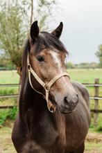 3 jarige hengst van Pessoavelle, Dieren en Toebehoren, Paarden en Pony's | Dekhengsten en Fokmerries, Hengst