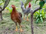 Trio Leghorns (isabel)patrijs., Meerdere dieren, Kip