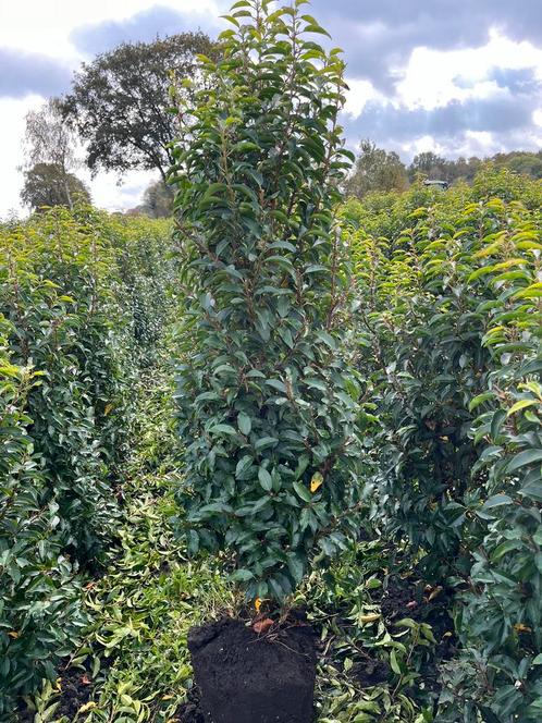 Portugese laurier voor spot prijzen, Tuin en Terras, Planten | Struiken en Hagen, Haag, Laurier, 100 tot 250 cm, Ophalen