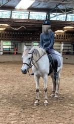 Verzorgpaard gezocht, Animaux & Accessoires, Chevaux