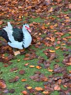 Barberie eenden, Canard