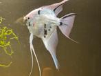 Koppel Scalare / maanvis “Panda platinum”