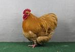 Gezocht: TT  buff orpington kriel haan, Dieren en Toebehoren, Mannelijk, Kip