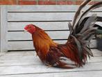 1:2 trio Chabo X Yokohama kriel, Dieren en Toebehoren, Meerdere dieren, Kip