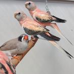 Bourke parkiet, Dieren en Toebehoren