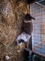 Dwergkonijn, Dieren en Toebehoren, Mannelijk, Middelgroot, 0 tot 2 jaar