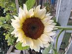 Biologische Zonnebloem White Moon F1 Zaden, Tuin en Terras, Bloembollen en Zaden, Ophalen of Verzenden