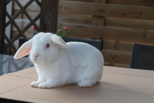 Konijn, Dieren en Toebehoren, Konijnen, Middelgroot, Mannelijk, Hangoor