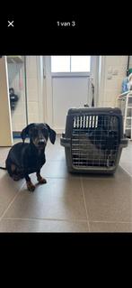 Honden tranport box S 40x61x40cm, Dieren en Toebehoren, Ophalen, Zo goed als nieuw