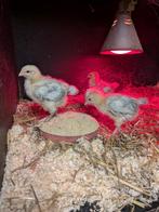 Kuikentjes legkip Sussex hennen