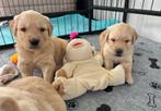 Knappe golden retriever pups, Dieren en Toebehoren, Golden retriever, België, CDV (hondenziekte), 8 tot 15 weken