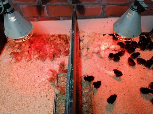 vleeskuikens uitkomst 24juni kabir,koekoek,cou nu vanaf 1,6, Dieren en Toebehoren, Pluimvee, Kip, Geslacht onbekend
