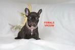 French Bulldog (ouders aanwezig), Dieren en Toebehoren, België, Particulier, CDV (hondenziekte), 8 tot 15 weken