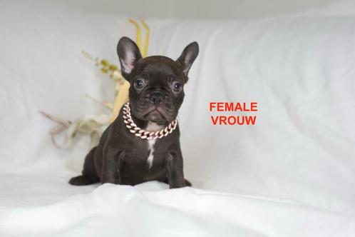 French Bulldog (ouders aanwezig), Dieren en Toebehoren, Honden | Bulldogs, Pinschers en Molossers, Meerdere dieren, Bulldog, Particulier