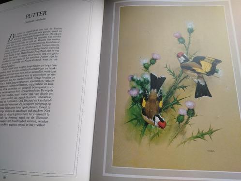 boek: vogelpracht met 24 artistieke afbeeldingen, Boeken, Dieren en Huisdieren, Gelezen, Vogels, Ophalen of Verzenden