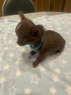 Chihuahua-pups mooi mini raszuiver zeer mooi kleintjes !, Dieren en Toebehoren, Honden | Chihuahua's en Gezelschapshonden, België