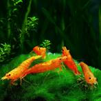 Orange Neocaridina garnalen – Eigen kweek, Kreeft, Krab of Garnaal