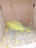 Baby halsbanden, Ophalen