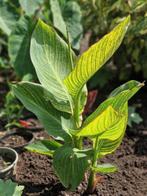Canna Pretoria, Ophalen