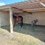 schuilstal, paardenstal, schuilhok in voorraad, 2 of 3 paarden of pony's