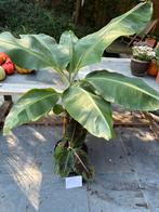 Babanenplant (+- 1m30), Ophalen, 100 tot 150 cm, Overige soorten, Halfschaduw